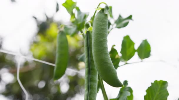エンドウ豆のポッドの持続可能な生産 — ストック動画