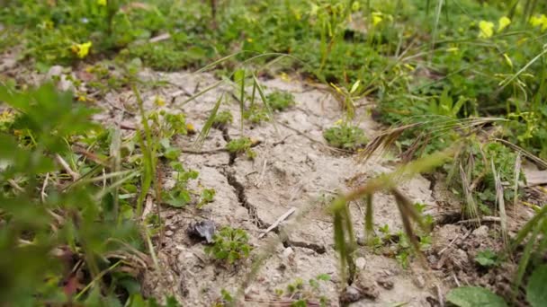 Barren Cracked Ground Due Lack Water — Stock Video