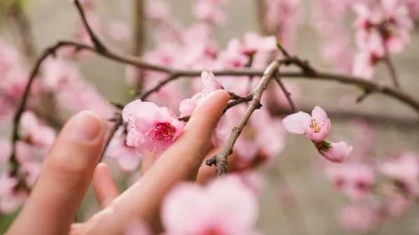 Rosa Ferskenøtter Blomstrer Landet Vårsesongen – stockfoto