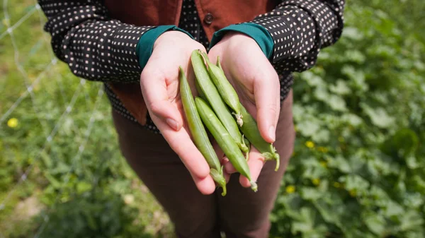 Hands Show Fine Pea Pods Royalty Free Stock Photos