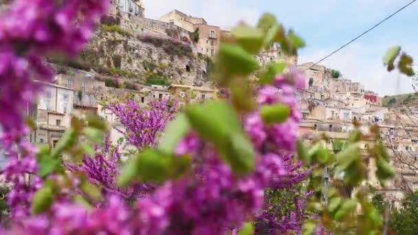 Fiori Albero Viola Contro Ragusa Città Sicilia Durante Visita Turistica — Video Stock