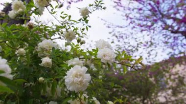 Sicilya parkında beyaz çiçekler.