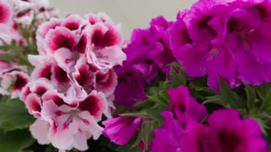 Pembe ve Gül Çiçekleri bir otel balkon odasında.