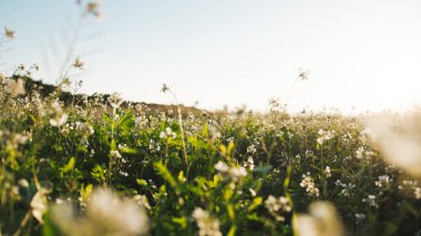 Nature and plant in the countryside outdoor