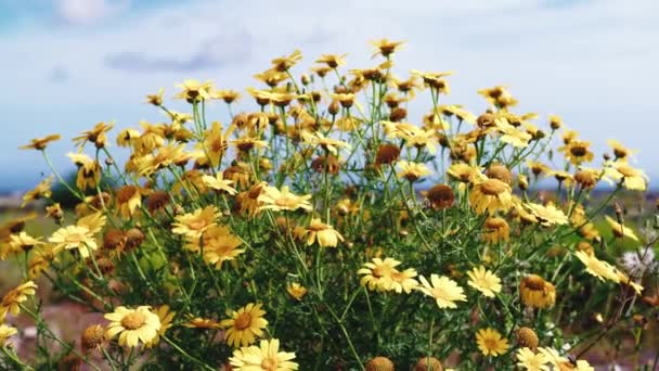 黄色的雏菊在风中飘扬 — 图库视频影像