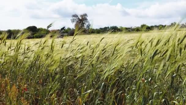 Производство Сбор Пшеницы Летом — стоковое видео