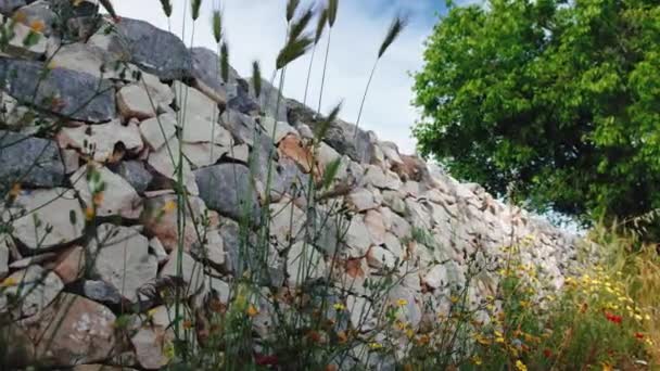 Спонтанная Растительность Вдоль Сухой Каменной Стены — стоковое видео