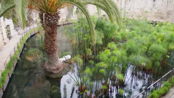 Arethusa Park Papyrusovými Rostlinami Městě Siracusa Itálie — Stock video