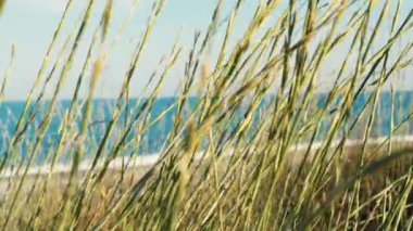 Bitki yazın bulanık bir okyanusa karşı rüzgarla hareket eder..