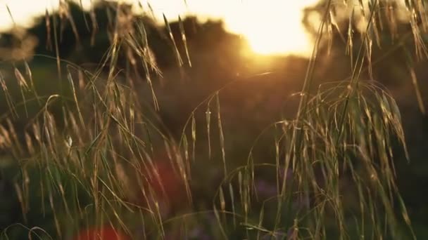 Растение Сельской Местности Тосканы Закате Летнего Времени — стоковое видео