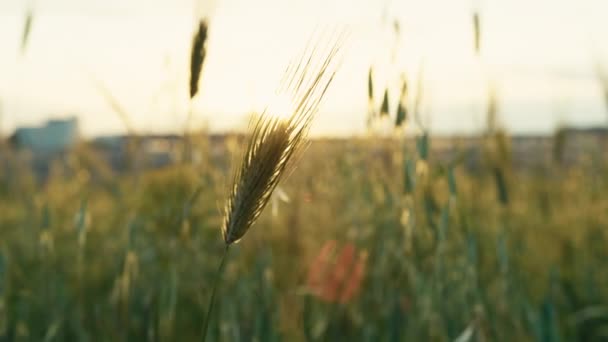 太陽の下での穀物の穂 — ストック動画