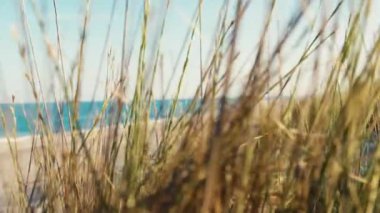 Güneşli bir yaz gününde, okyanus kenarında boş bir plaja karşı bitki yetiştirmek..