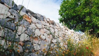 Kuru bir taş duvar boyunca kendiliğinden oluşan bitki örtüsü..