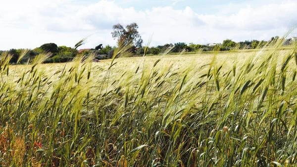 Wheat Production Harvest Summer — Stock Photo, Image