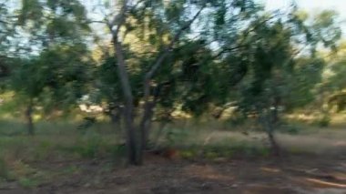 Ordu Ağacın Altında Kaçtı.