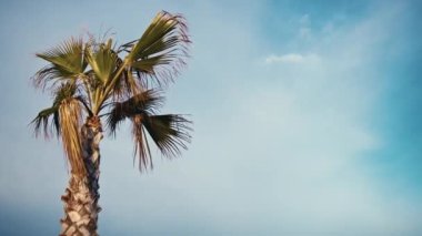 Rüzgarda savrulan palmiyeler.