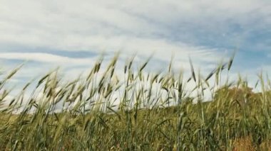 Rüzgarla savrulan kulaklar.