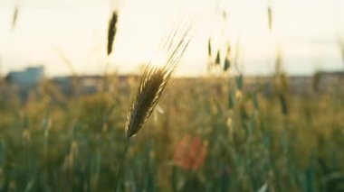 Güneşte tahıl kulağı.