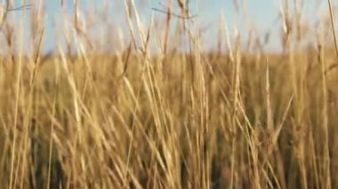 Sarı bitki tarlası yaz mevsiminde kırsalda rüzgârla hareket ediyordu..