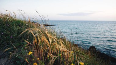 Sahilde doğal bitki örtüsü.