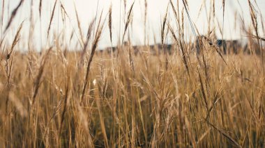 Kırsalda buğday tarlası Yazın sarı gün batımında.