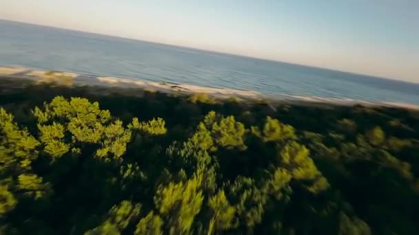 Kiefernwald Strandnähe Küstennähe Fpv Luftaufnahme — Stockvideo