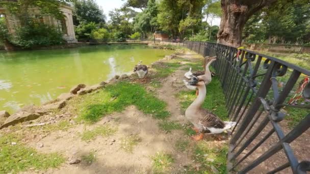 Ducks Публічний Park Рома — стокове відео
