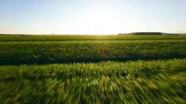 Kırsal bölgedeki ayçiçeği tarlası.