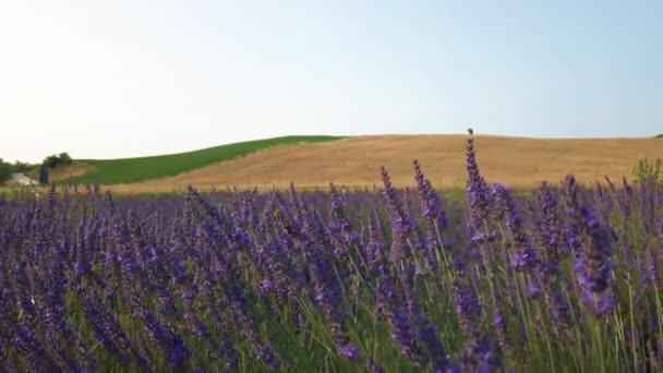 Duurzame Aanplant Van Ecologische Lavendel — Stockvideo