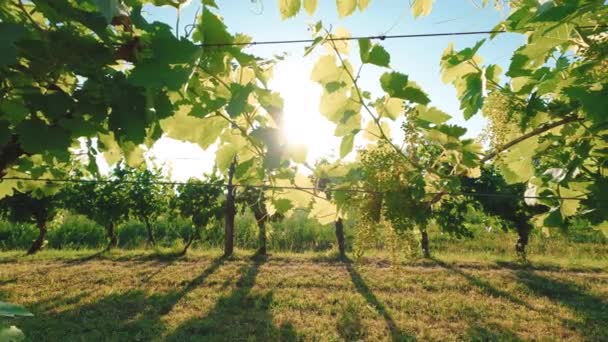 Прогулюючись Тосканських Виноградниках — стокове відео