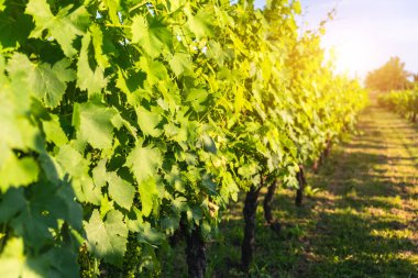 Vineyard for organic wine production