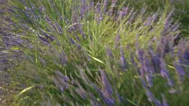 Sustainable Plantation Ecological Lavender — Stock Video