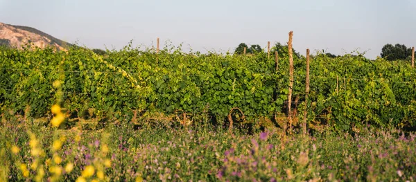 Vineyard Organic Wine Production — Foto Stock