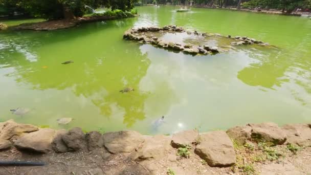 ローマ公園の湖でウォーターカメ — ストック動画