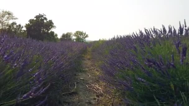 Hållbar Plantering Ekologisk Lavendel — Stockvideo