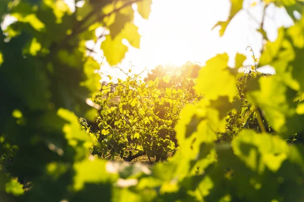 Vineyard Organic Wine Production – stockfoto