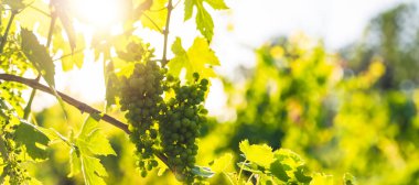 Vineyard for organic wine production