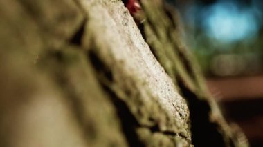 Kızıl saçlı karıncalar bir ağacın gövdesinde yürür.