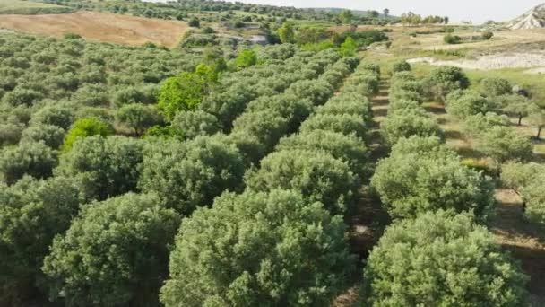 Cultivo Grandes Olivos Calabria Italia — Vídeos de Stock