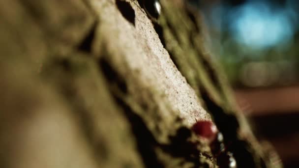 Червоні Мурахи Ходять Стовбуру Дерева — стокове відео