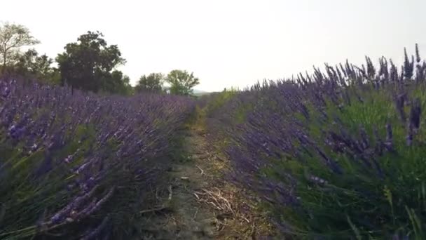 Sustainable Plantation Ecological Lavender — Stock Video