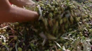 Calabria Olive ekstra bakire yağı yapmak için.