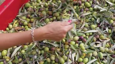 Calabria Olive ekstra bakire yağı yapmak için.