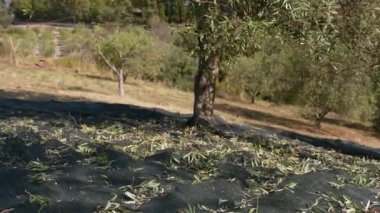 Calabria bölgesindeki zeytin ağacı Akdeniz topraklarında ekstra bakir yağ üretimi için