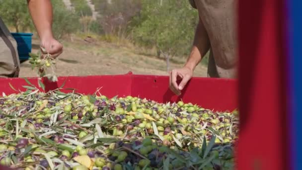Calabria Olive Extra Szűz Olaj Készítéséhez — Stock videók
