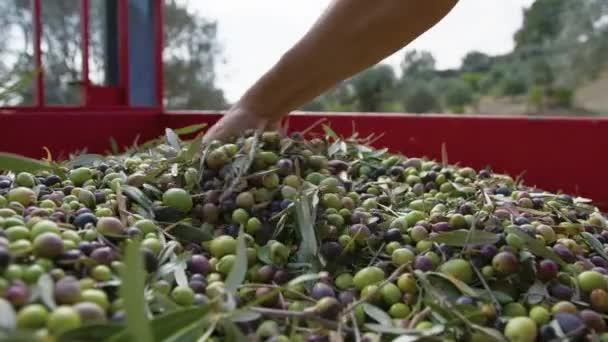 Kalábrie Olive Výrobu Extra Panenského Oleje — Stock video