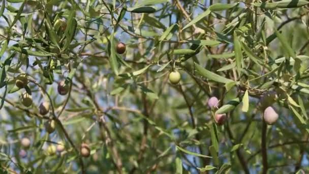 地中海の土地で余分なバージンオイルの生産のためのカラブリア地域のオリーブの木 — ストック動画