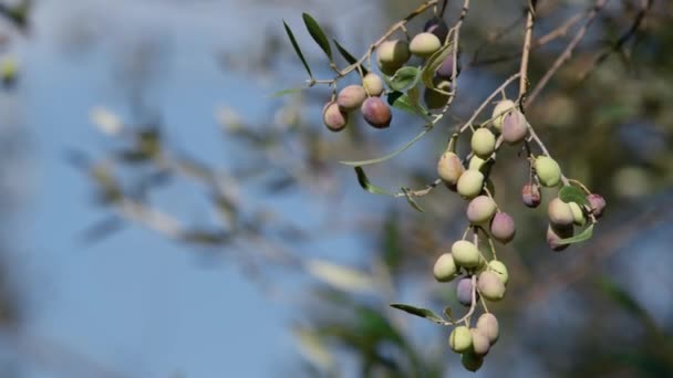 Drzewo Oliwne Regionie Kalabrii Produkcji Oliwy Pierwszego Tłoczenia Obszarze Morza — Wideo stockowe