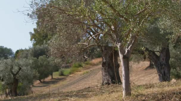 カラブリア地方の土地の世俗的なオリーブの木の果実 — ストック動画