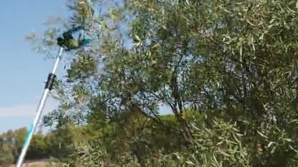空気のハーベスターが付いている田舎のオリーブの収穫 — ストック動画